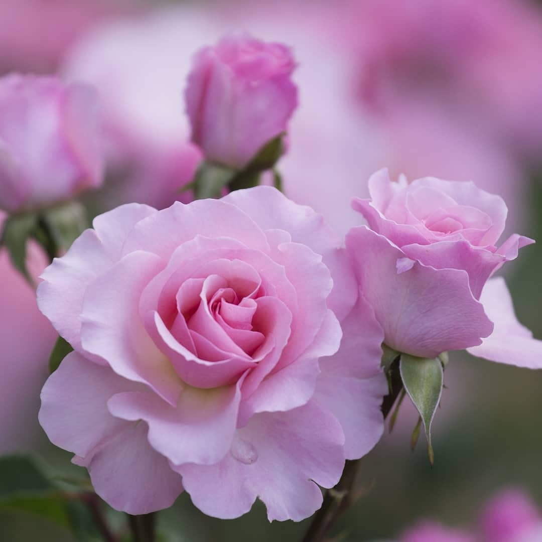 pink-flower-rozsaszin-virag-(12)-6532536368.jpg
